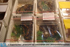 Angebot von Riesenschlangen auf einer Reptilienbörse&#xD;&#xA;