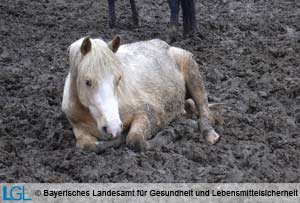 Unzureichende Unterbringung eines Pferdes ohne Unterstand, das sich vor Erschöpfung sogar in den Schlamm ablegt